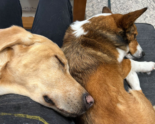 Doggy Nicknames