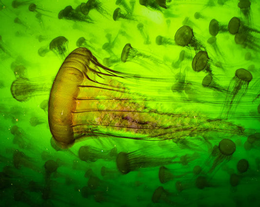 2025 Wildlife Photographer of the Year